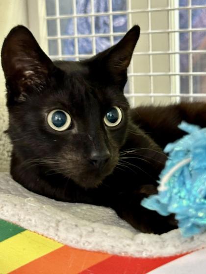 Enlarge Neutron, a Adoptable mixed breed in San Diego, CA image 2/3