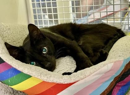 Enlarge Neutron, a Adoptable mixed breed in San Diego, CA image 3/3