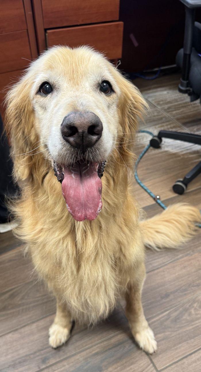 Enlarge Leo, a Adopted Golden Retriever in Hilton Head Island, SC image 1/1