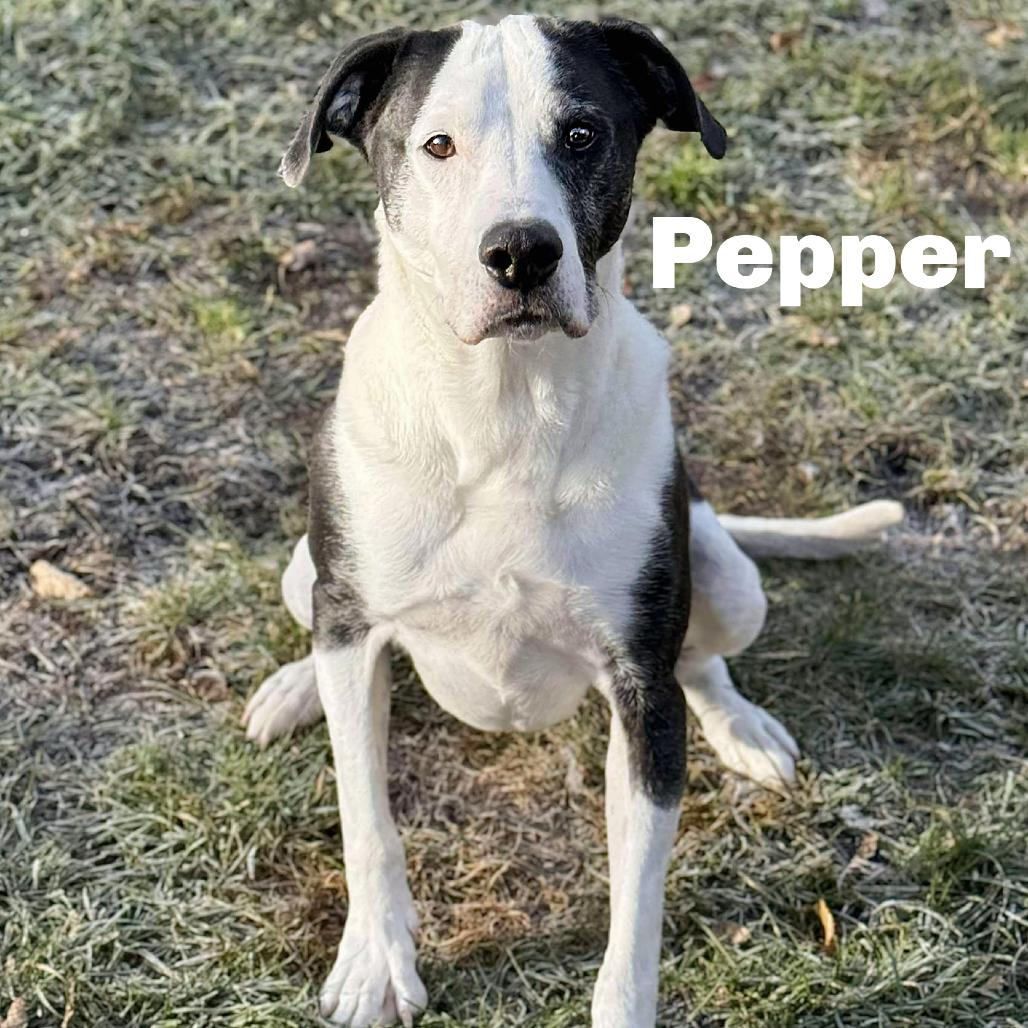 Enlarge Pepper 250804, a Adoptable mixed breed in Escanaba, MI image 1/2