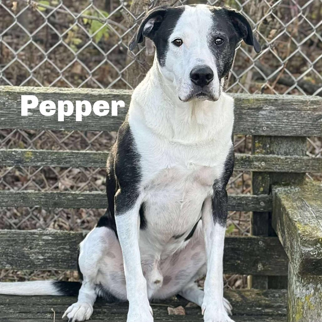 Enlarge Pepper 250804, a Adoptable mixed breed in Escanaba, MI image 2/2