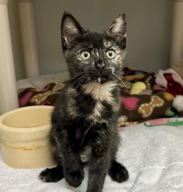 CIDER, Adoptable, Kitten Female Domestic Short Hair.