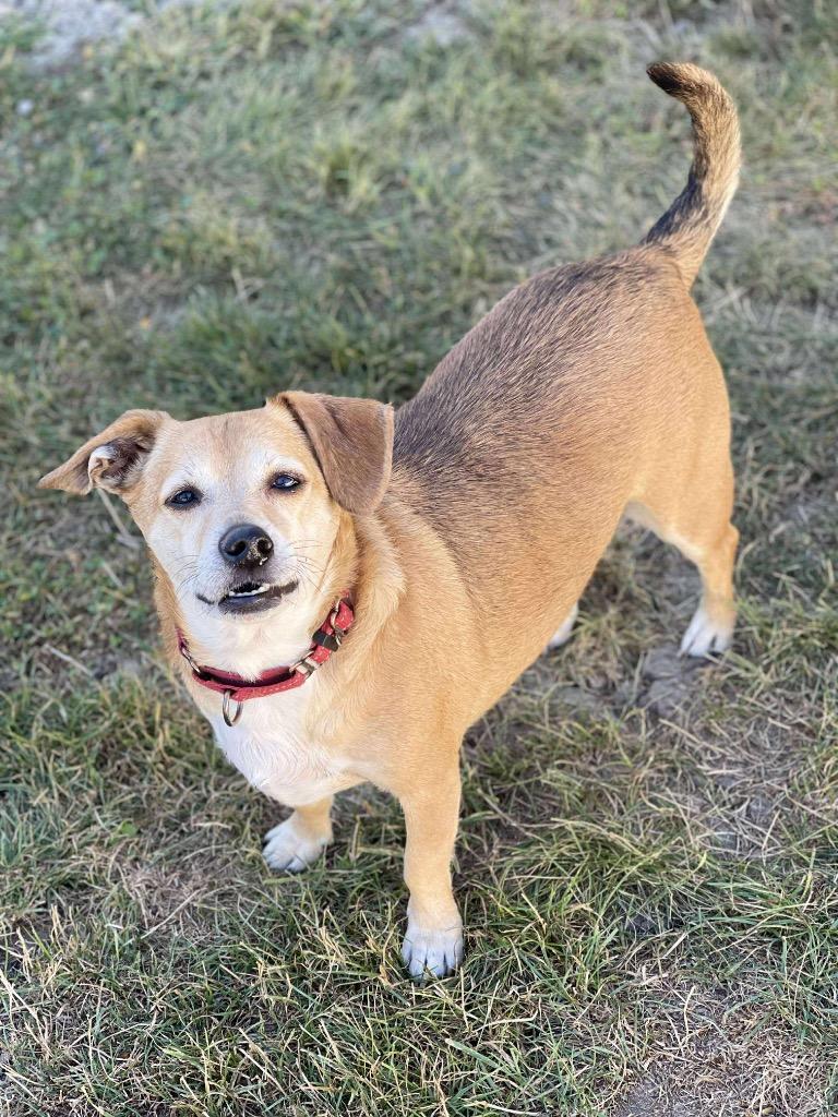 Enlarge Fife, a Adoptable mixed breed in Decatur, IN image 1/3
