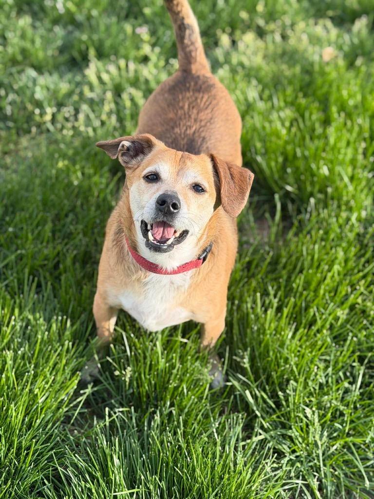 Enlarge Fife, a Adoptable mixed breed in Decatur, IN image 4/6