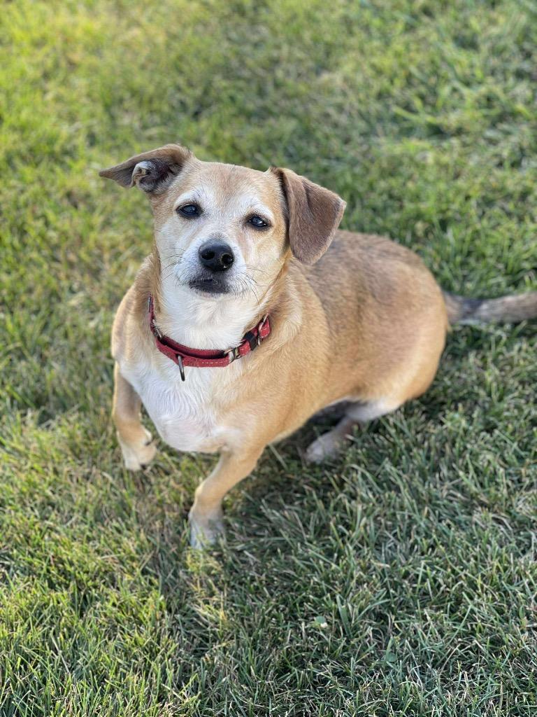 Fife, a Adoptable mixed breed in Decatur, IN image 2/3