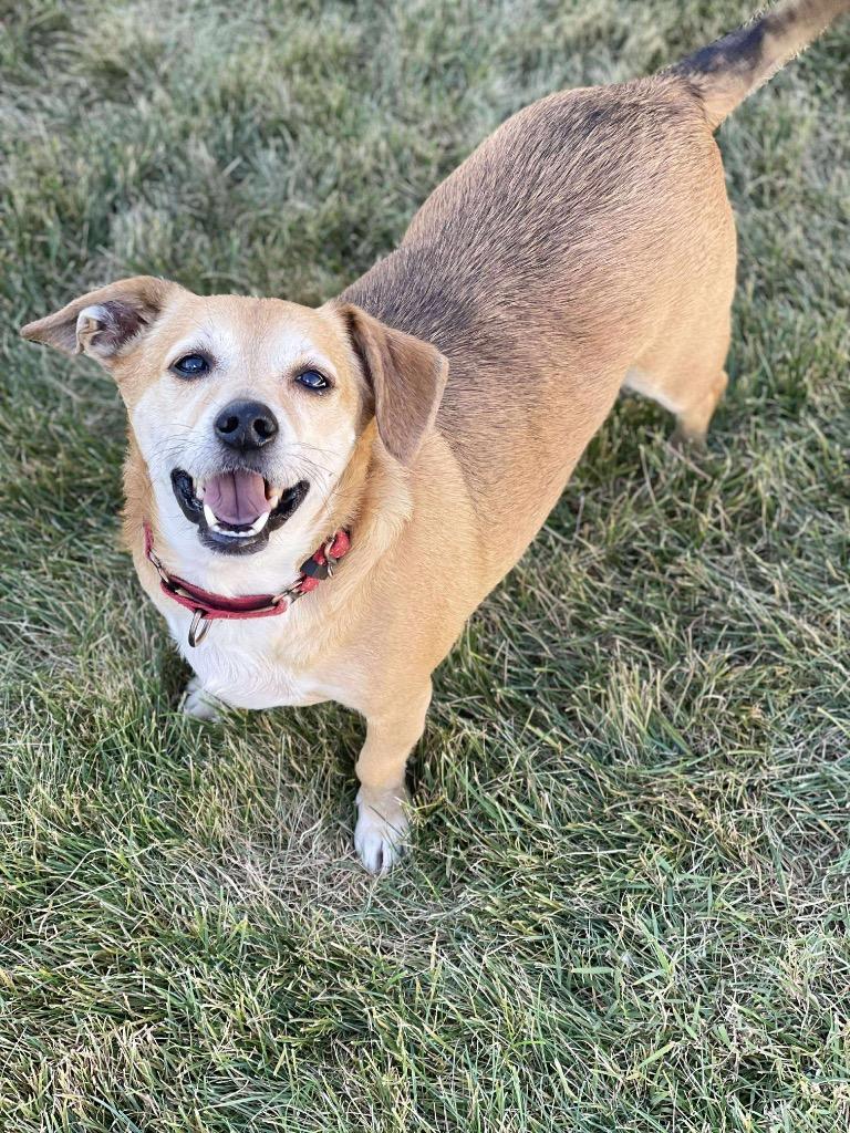 Enlarge Fife, a Adoptable mixed breed in Decatur, IN image 2/3