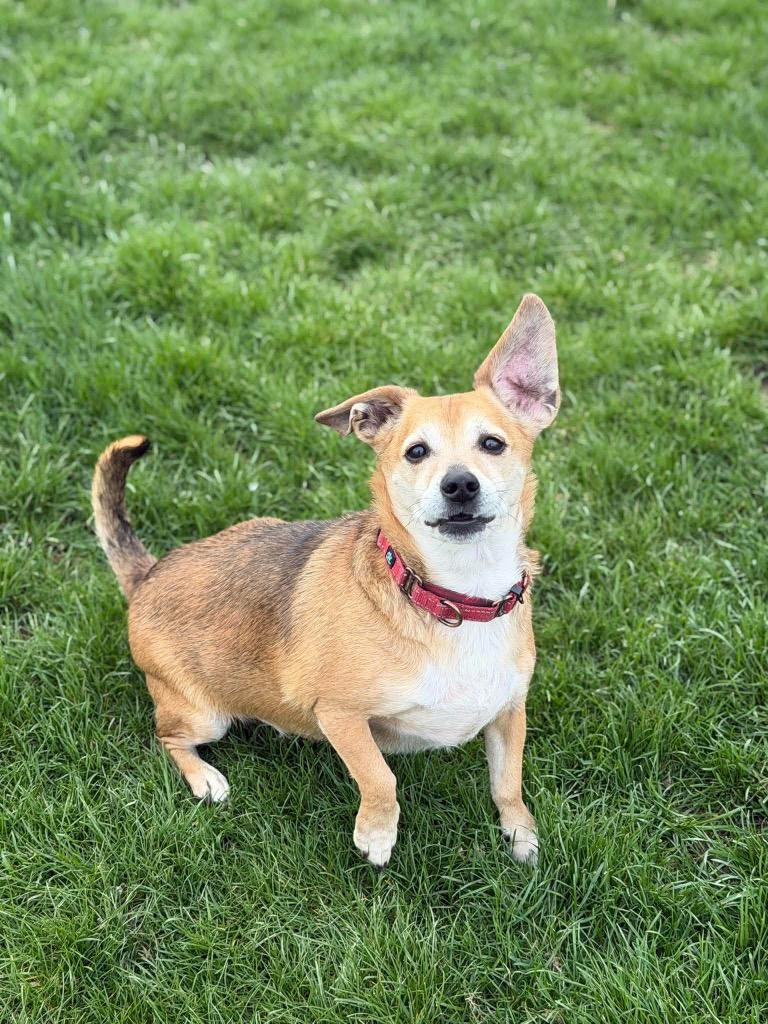 Enlarge Fife, a Adoptable mixed breed in Decatur, IN image 5/6