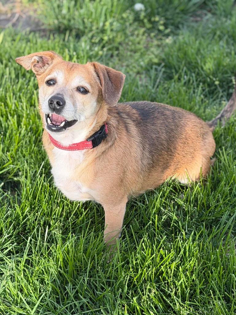 Enlarge Fife, a Adoptable mixed breed in Decatur, IN image 6/6