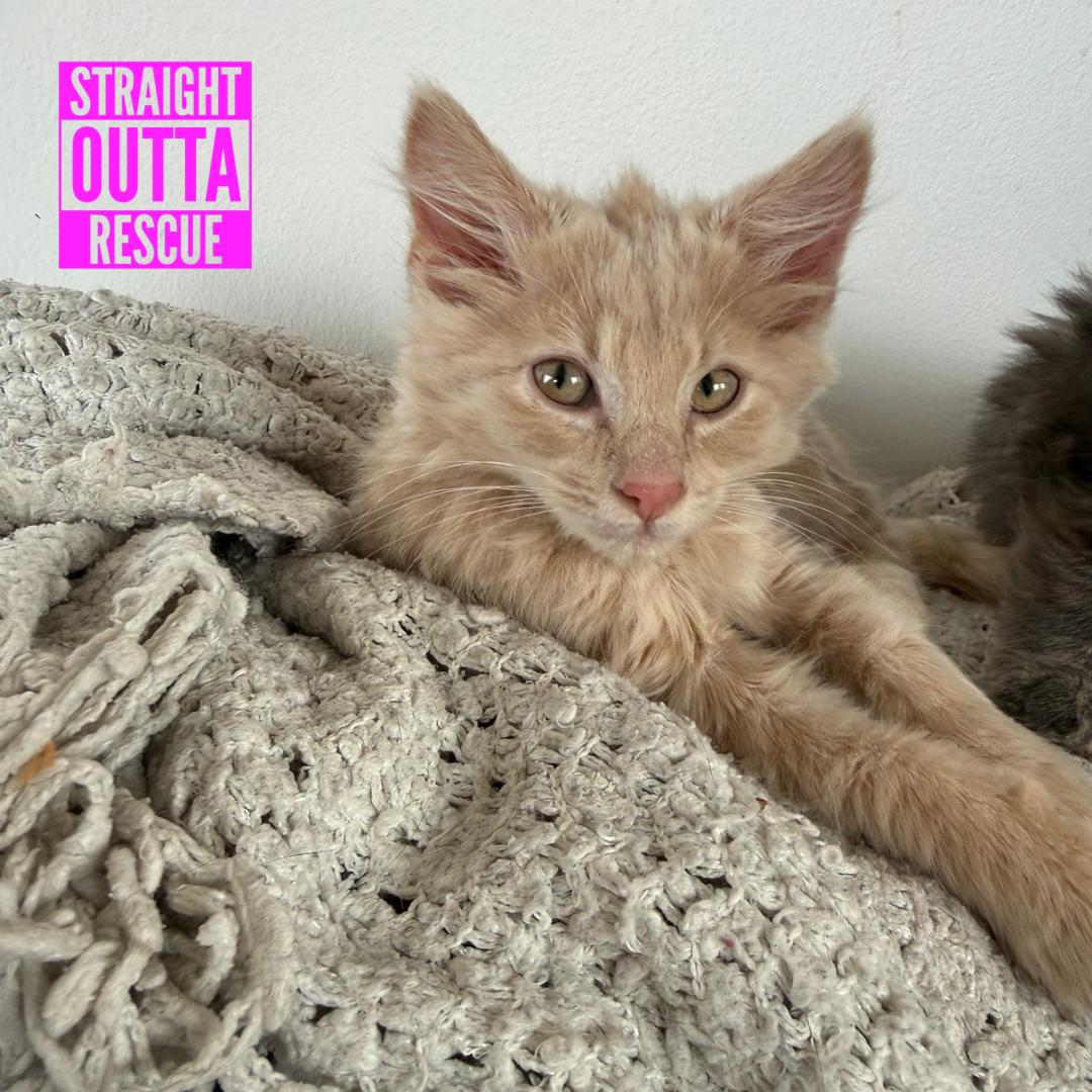 Enlarge Checkers, a Adopted Domestic Long Hair in Vancouver, BC image 4/4