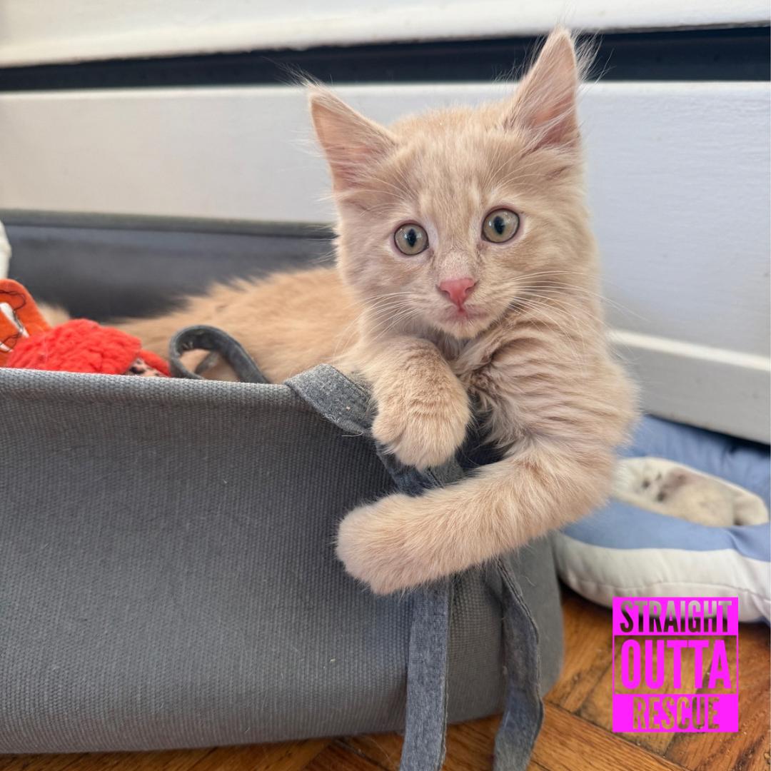 Enlarge Checkers, a Adopted Domestic Long Hair in Vancouver, BC image 1/4