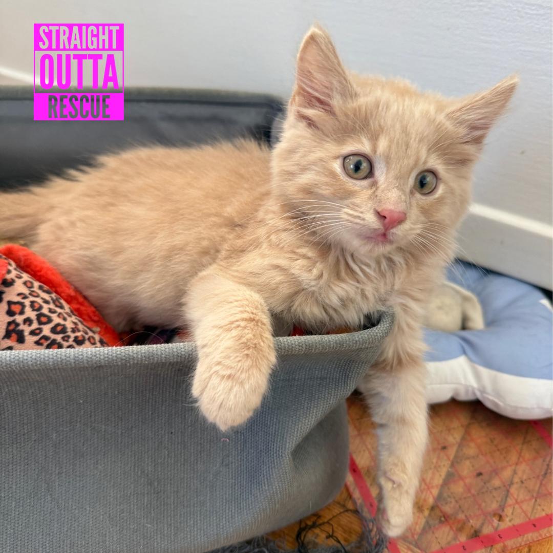 Enlarge Checkers, a Adopted Domestic Long Hair in Vancouver, BC image 2/4