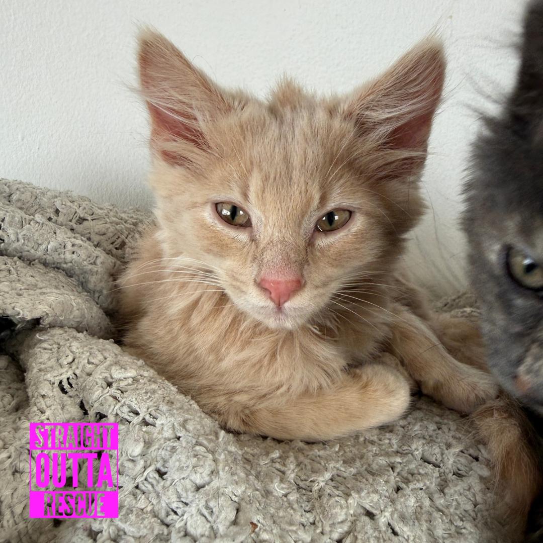 Enlarge Checkers, a Adopted Domestic Long Hair in Vancouver, BC image 3/4