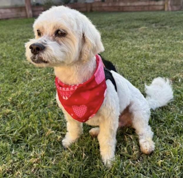 Coop #535, Adoptable, Adult Male Maltese.
