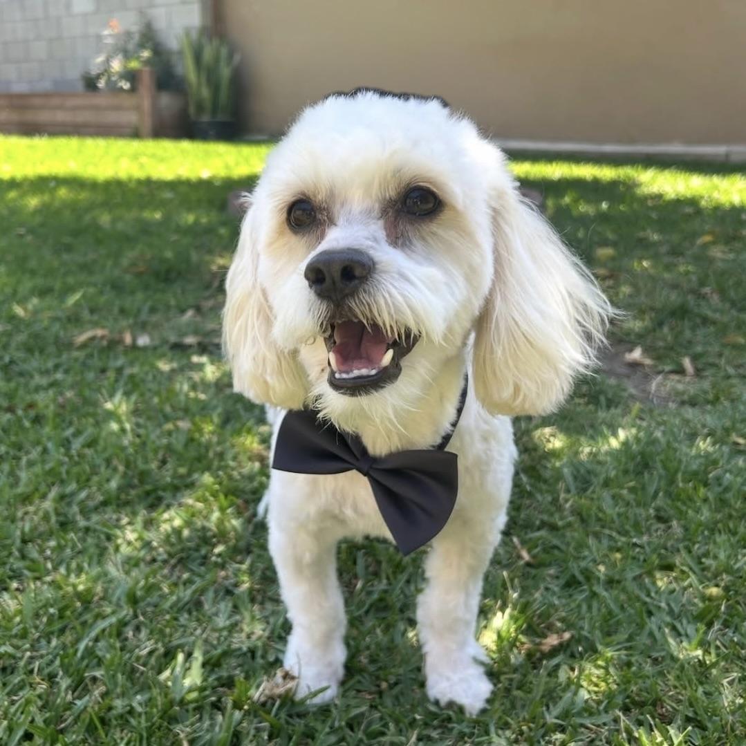 Enlarge Coop #535, a Adoptable mixed breed in Placentia, CA image 3/6