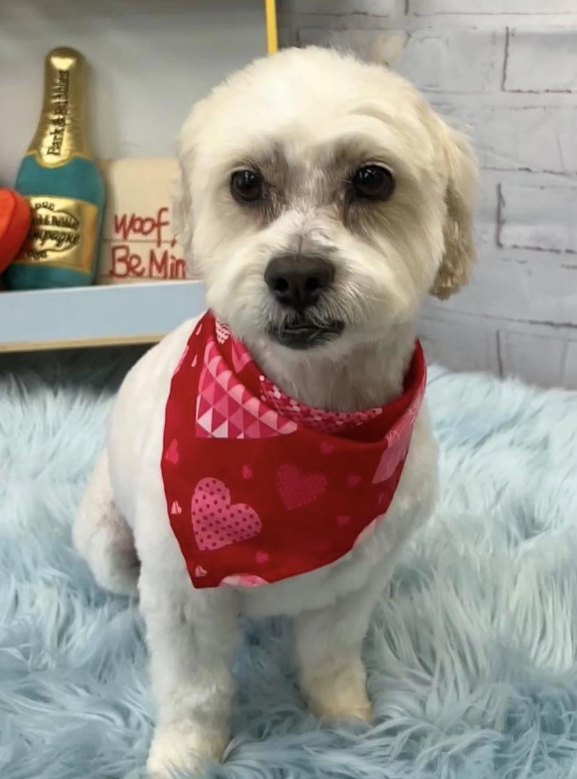 Enlarge Coop #535, a Adoptable mixed breed in Placentia, CA image 4/6