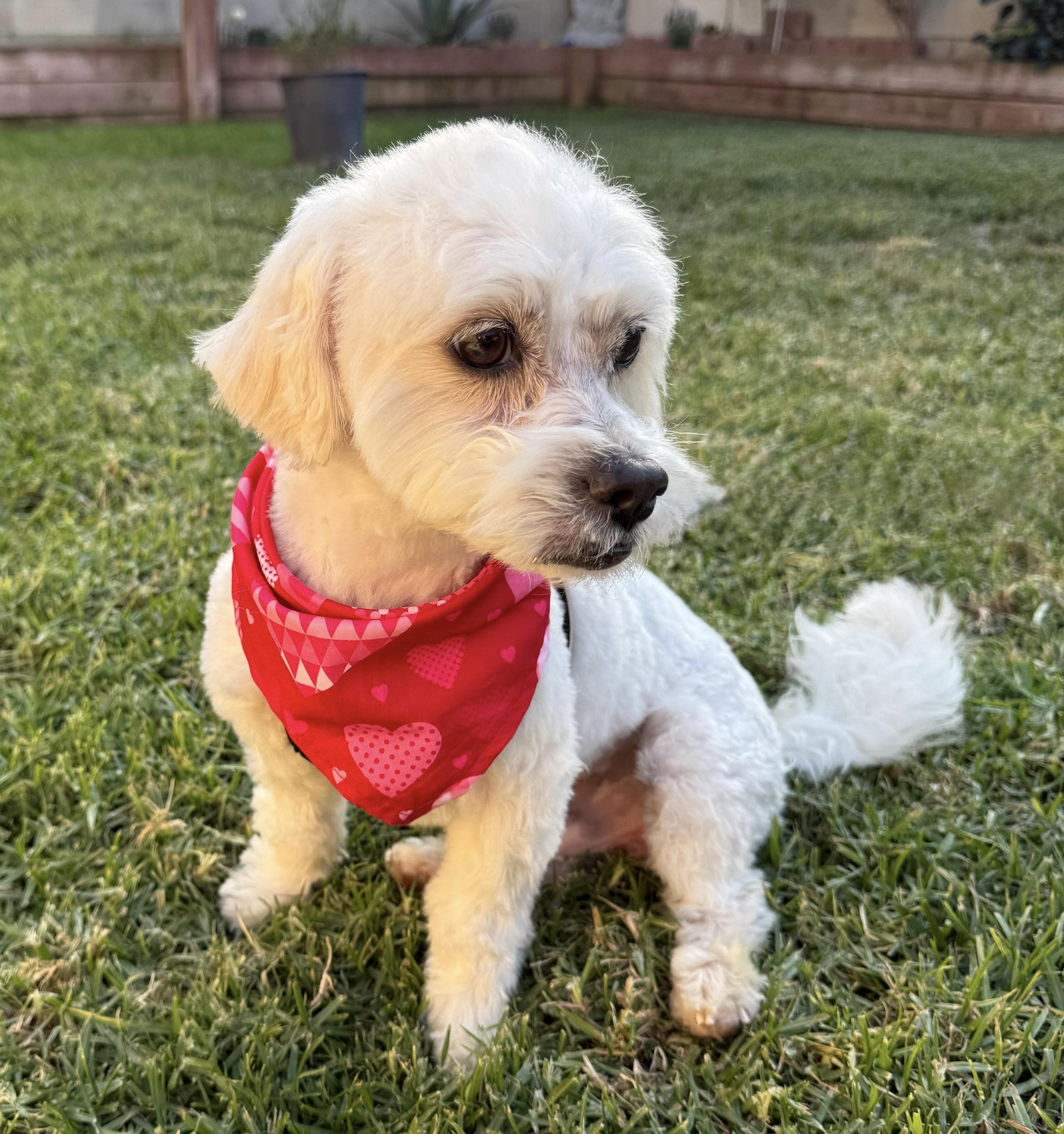 Enlarge Coop #535, a Adoptable mixed breed in Placentia, CA image 5/6