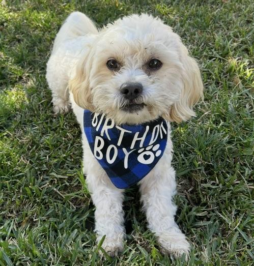 Enlarge Coop #535, a Adoptable mixed breed in Placentia, CA image 6/6