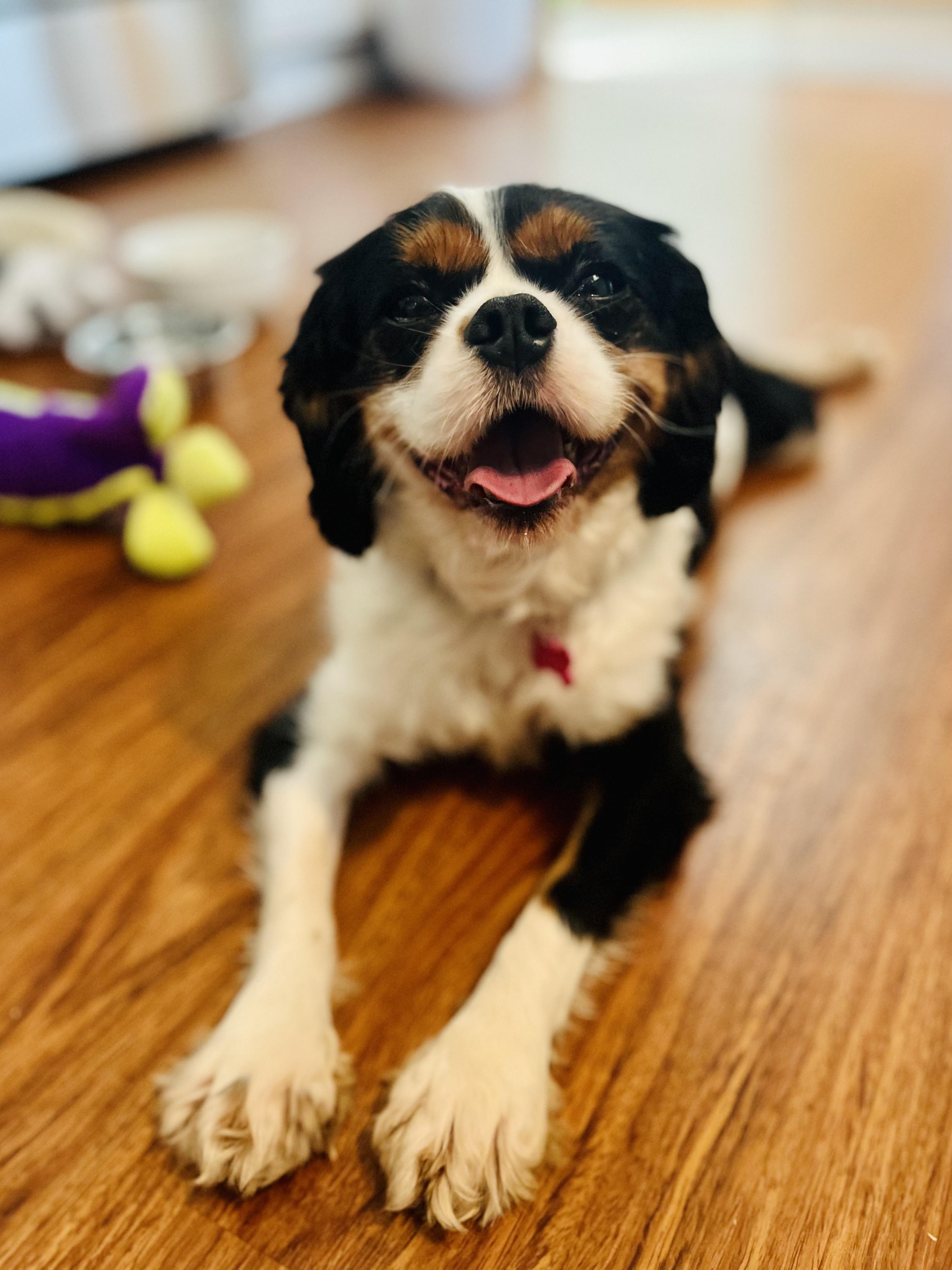 Enlarge Donnie, a Adopted Cavalier King Charles Spaniel in Fort Wayne, IN image 1/2