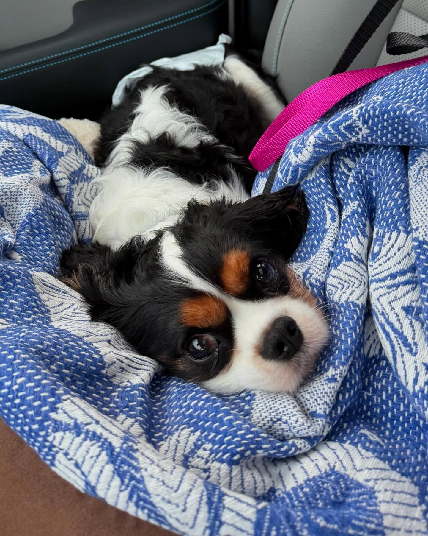 Enlarge Donnie, a Adopted Cavalier King Charles Spaniel in Fort Wayne, IN image 2/2