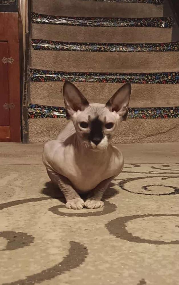 Bastet, Adoptable, Kitten Female Sphynx / Hairless Cat.