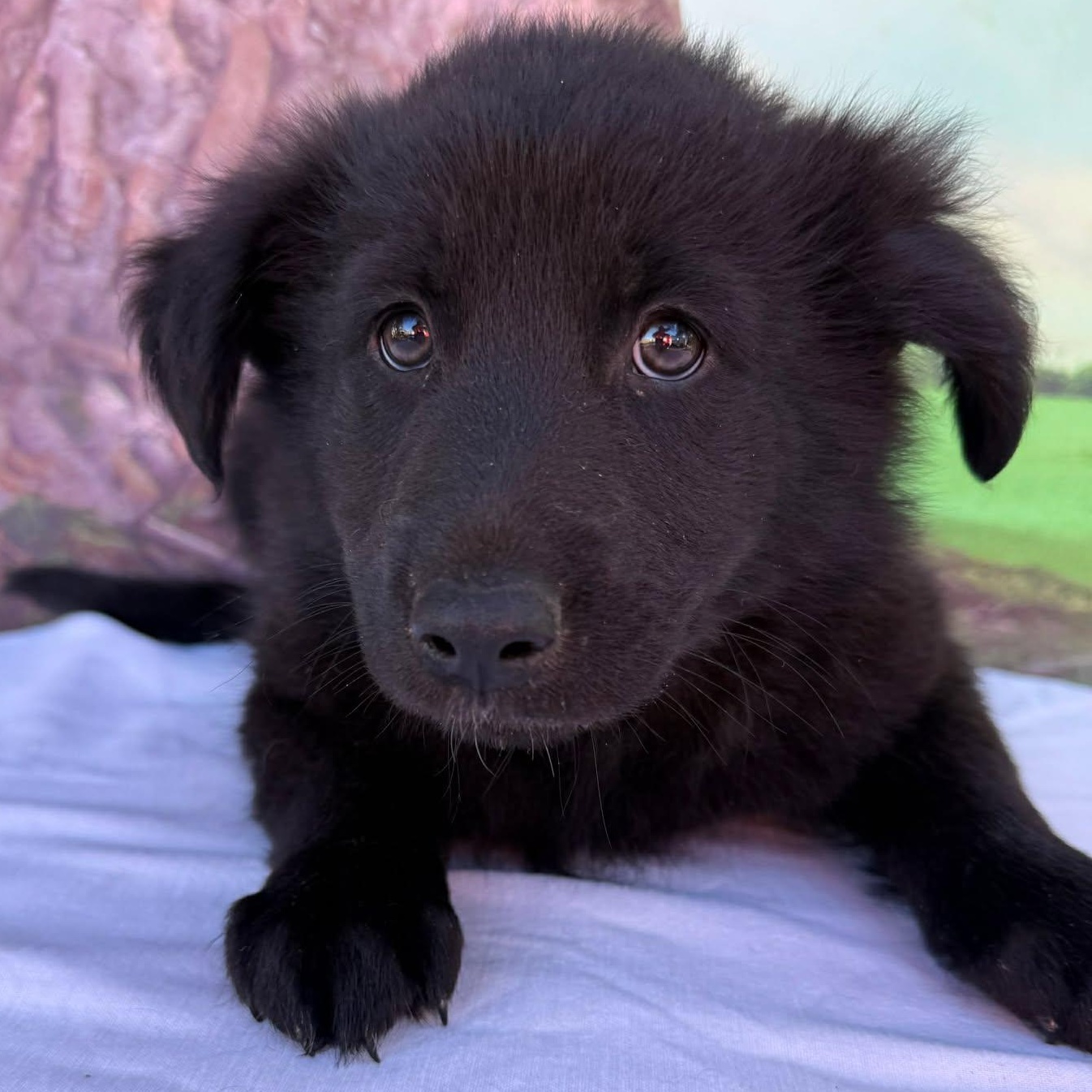 Enlarge BumbleBee, a Adoptable mixed breed in Tylertown, MS image 1/1