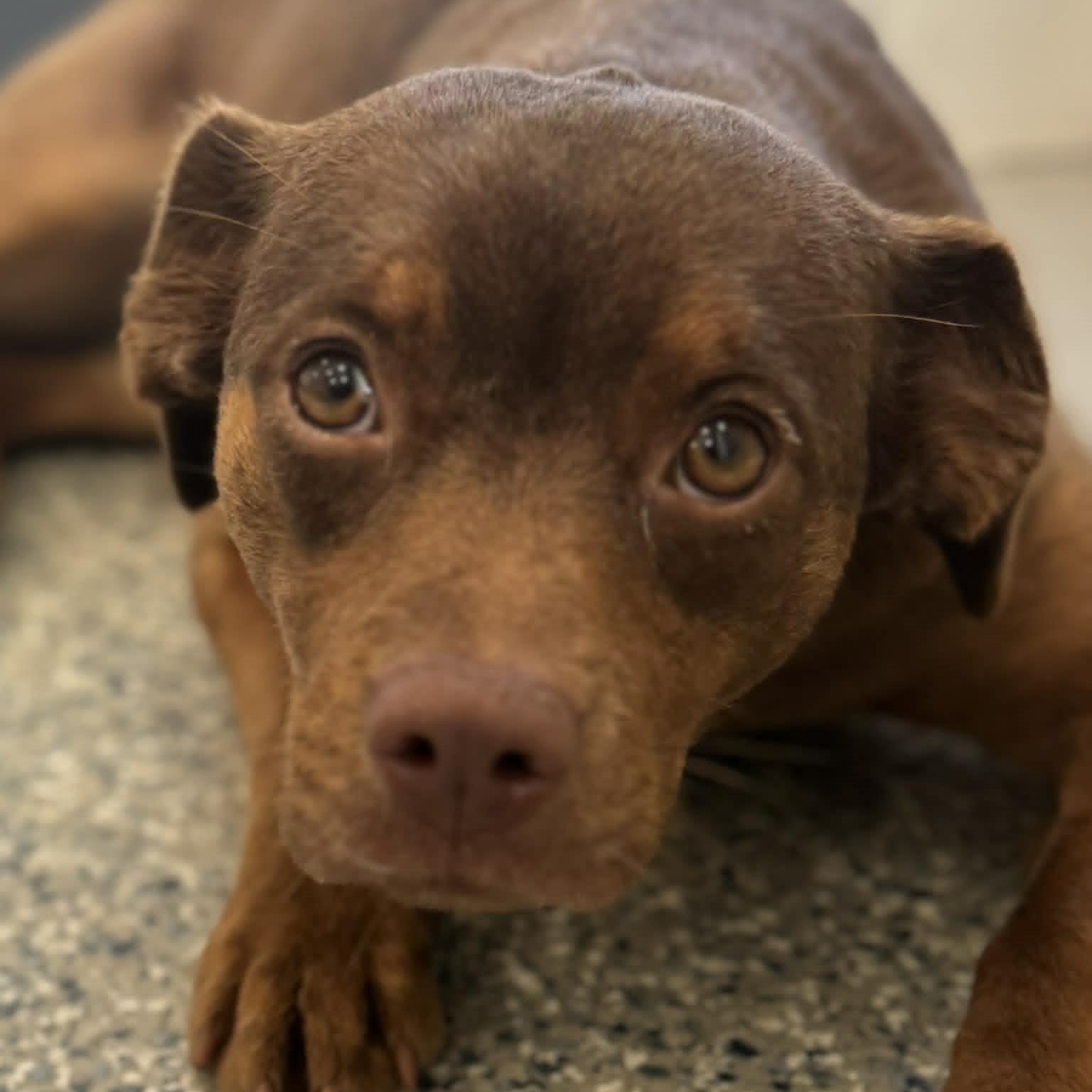 Enlarge Midge, a ADOPTABLE mixed breed in Danbury, CT image 3/5