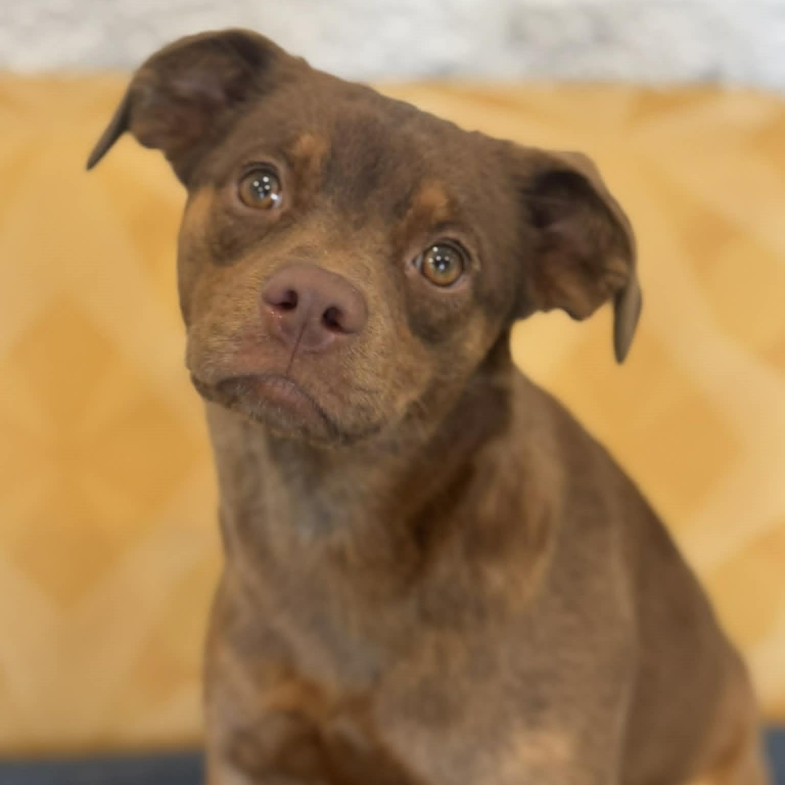 Midge, ADOPTABLE, Puppy Female Terrier.