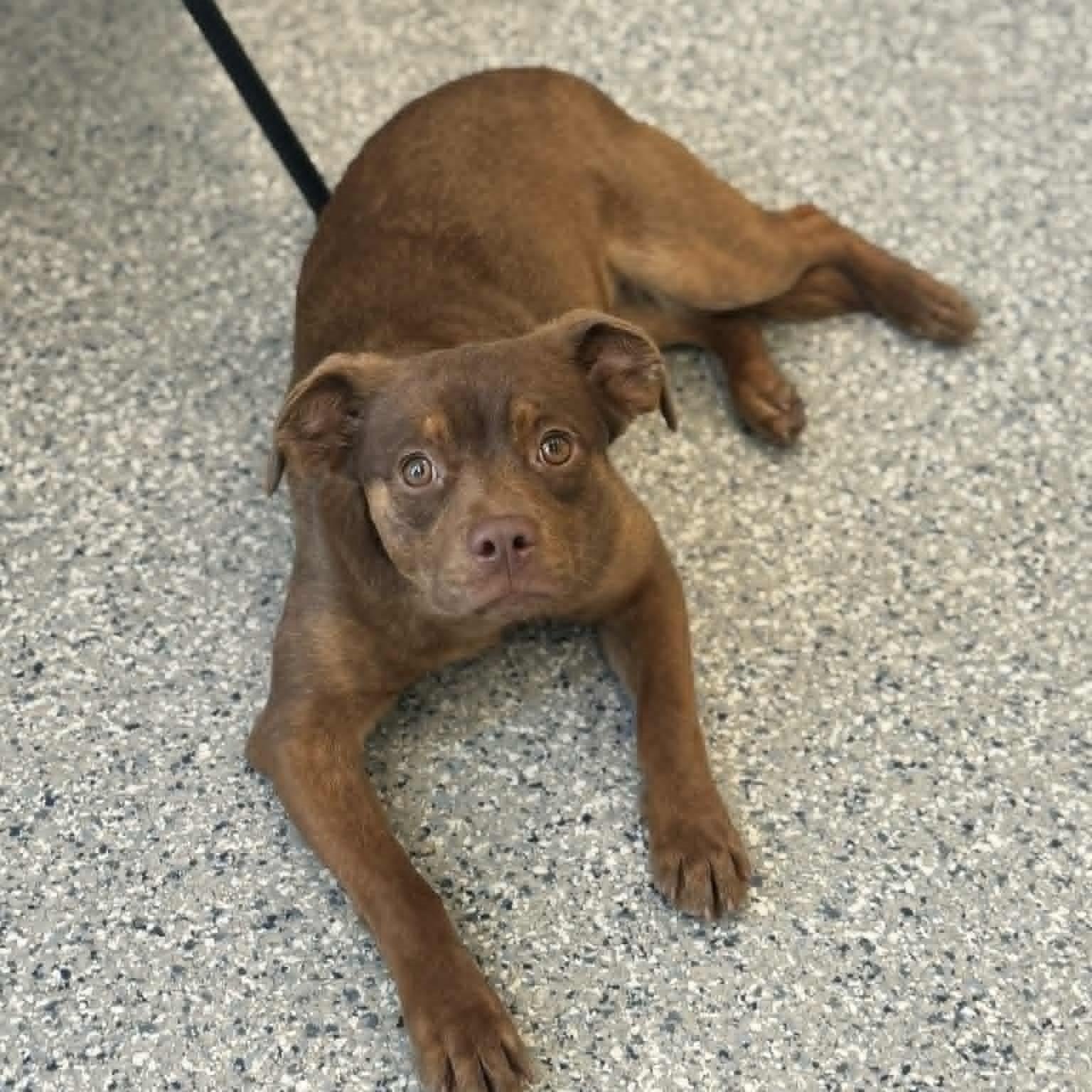 Enlarge Midge, a ADOPTABLE mixed breed in Danbury, CT image 4/5