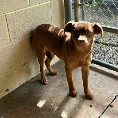 Enlarge Midge, a ADOPTABLE mixed breed in Danbury, CT image 2/2