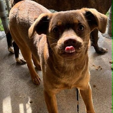 Enlarge Midge, a ADOPTABLE mixed breed in Danbury, CT image 1/2