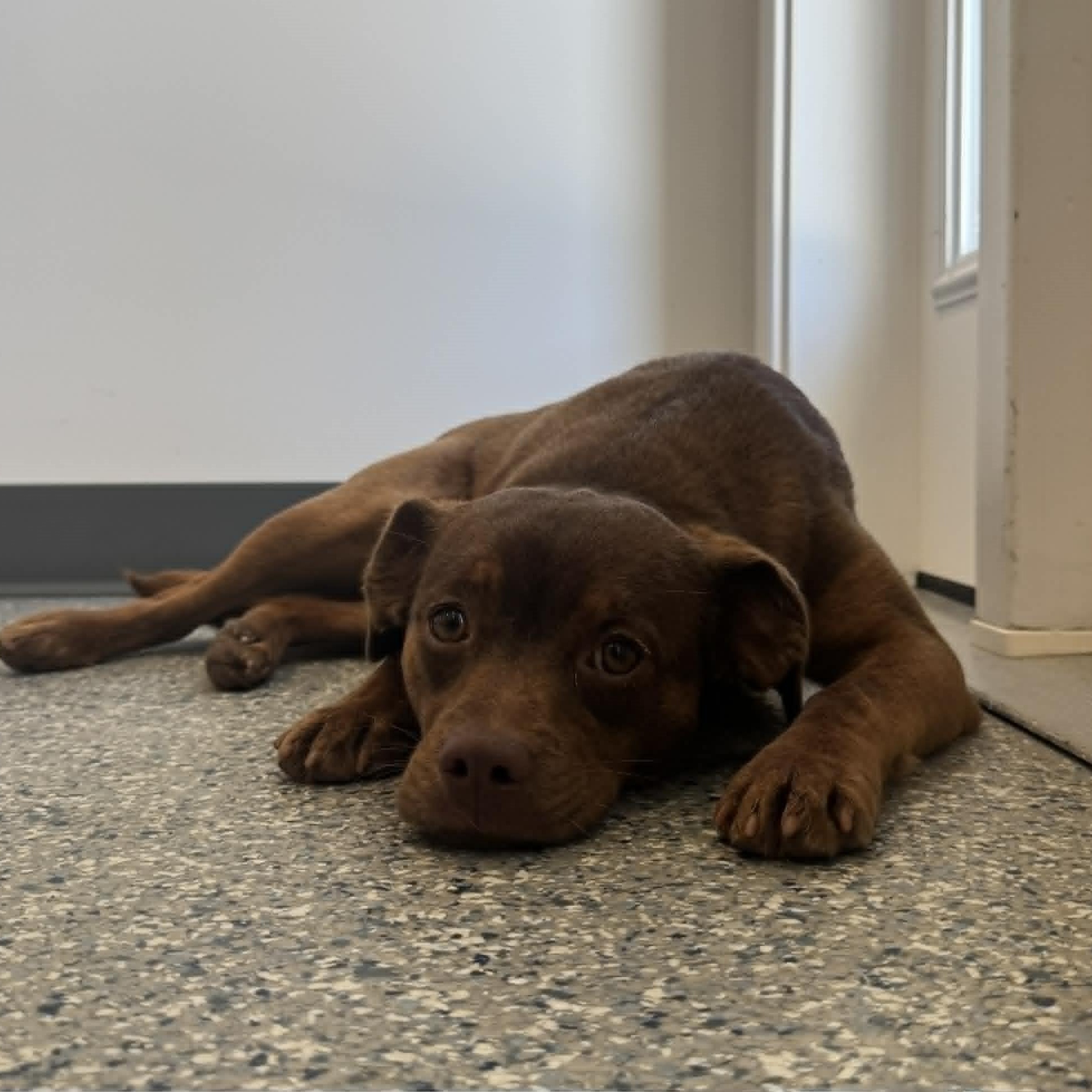 Enlarge Midge, a ADOPTABLE mixed breed in Danbury, CT image 2/5