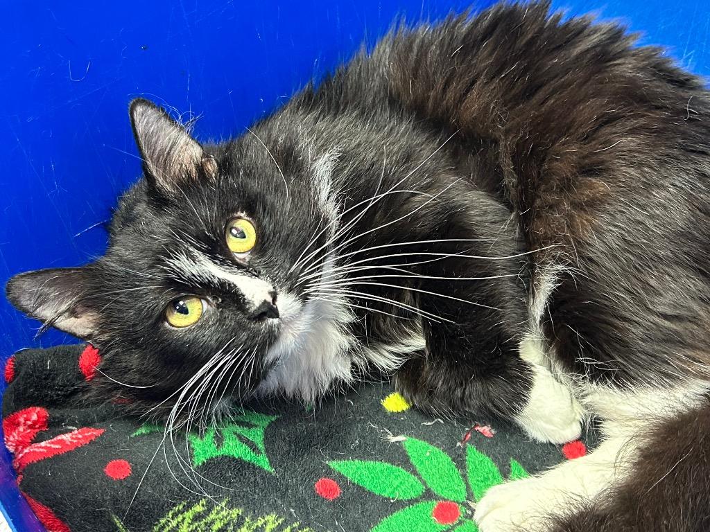 Enlarge Dapper, a Adoptable mixed breed in Washington Court House, OH image 1/4