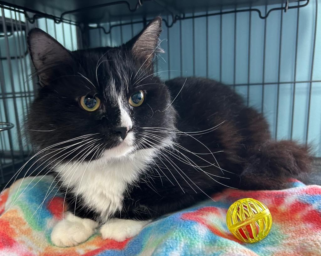 Enlarge Dapper, a Adoptable mixed breed in Washington Court House, OH image 3/4