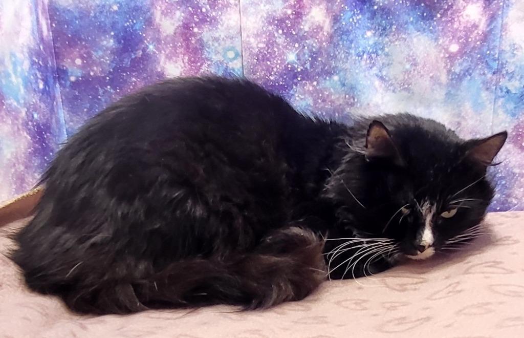 Enlarge Dapper, a Adoptable mixed breed in Washington Court House, OH image 4/4