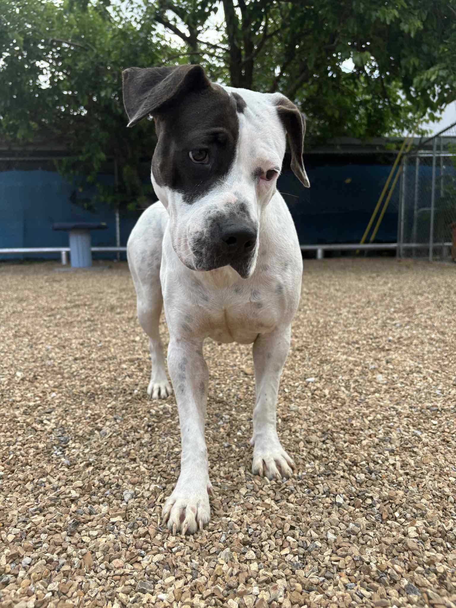 Enlarge Bougie, a Adoptable mixed breed in Kansas City, MO image 6/6