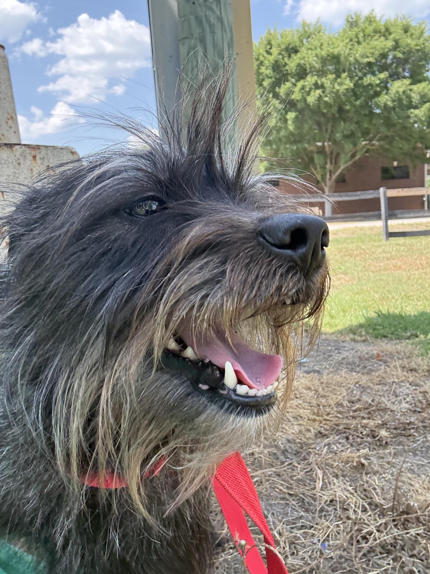 Storm, Adoptable, Young Female Cairn Terrier & Miniature Schnauzer.
