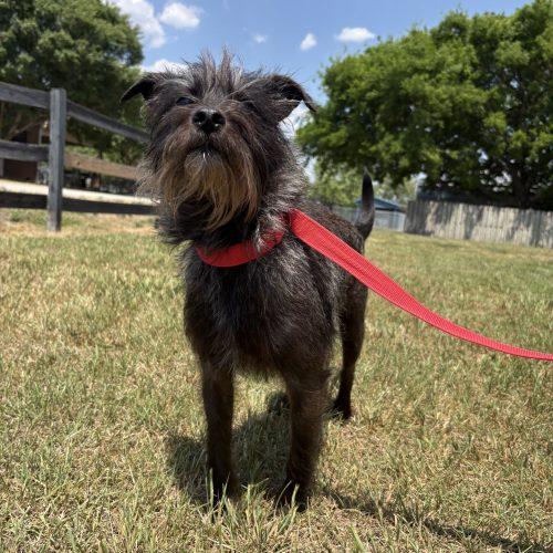 Storm, Adoptable, Young Female Cairn Terrier & Miniature Schnauzer.