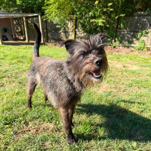 Storm, a Adoptable mixed breed in Sanford, NC image 3/5
