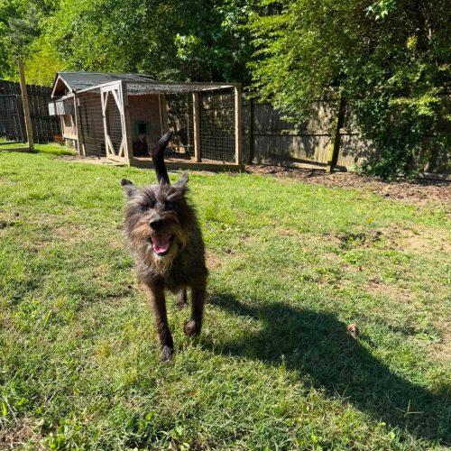 Storm, a Adoptable mixed breed in Sanford, NC image 4/5