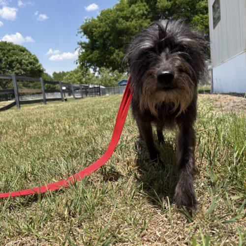 Storm, a Adoptable mixed breed in Sanford, NC image 5/5