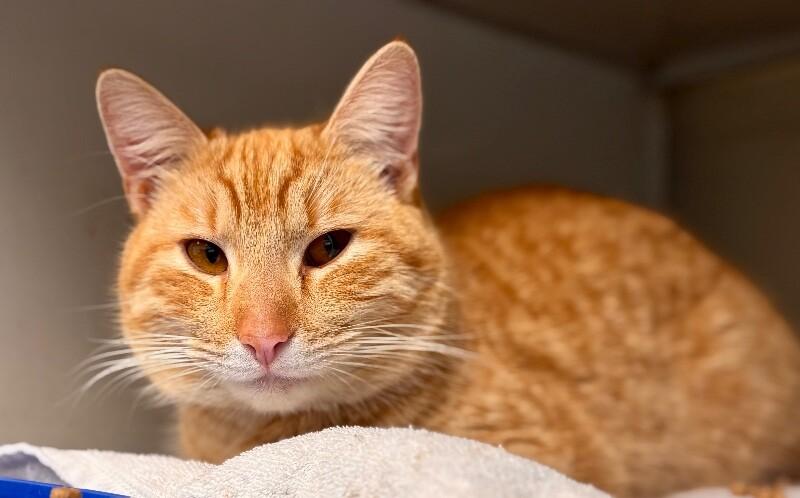 Obrien, Adoptable, Adult Male Domestic Short Hair.