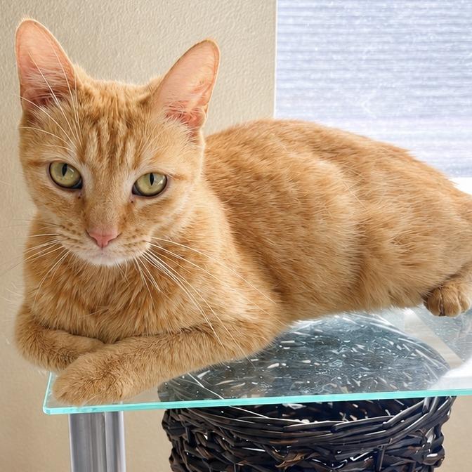 Heather, Adoptable, Young Female Domestic Short Hair.
