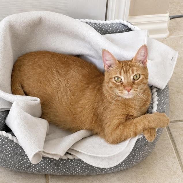 Enlarge Heather, a Adoptable Domestic Short Hair in Houston, TX image 2/2