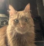 Gordy, an adoptable Domestic Medium Hair in Boyne City, MI, 49712 | Photo Image 2