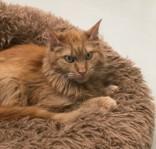 Gordy, Adult Male Domestic Medium Hair