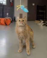 Gordy, an adoptable Domestic Medium Hair in Boyne City, MI, 49712 | Photo Image 3