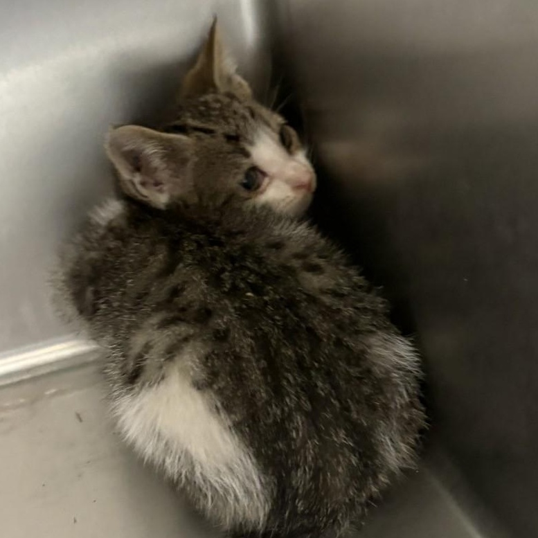 Castiel, ADOPTABLE, Kitten Male Domestic Short Hair.
