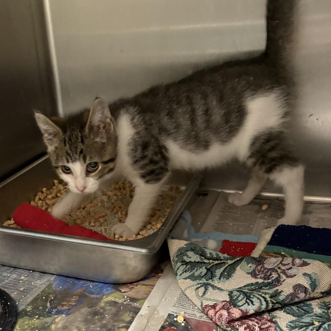Enlarge Castiel, a ADOPTABLE Domestic Short Hair in Elberon, VA image 1/1