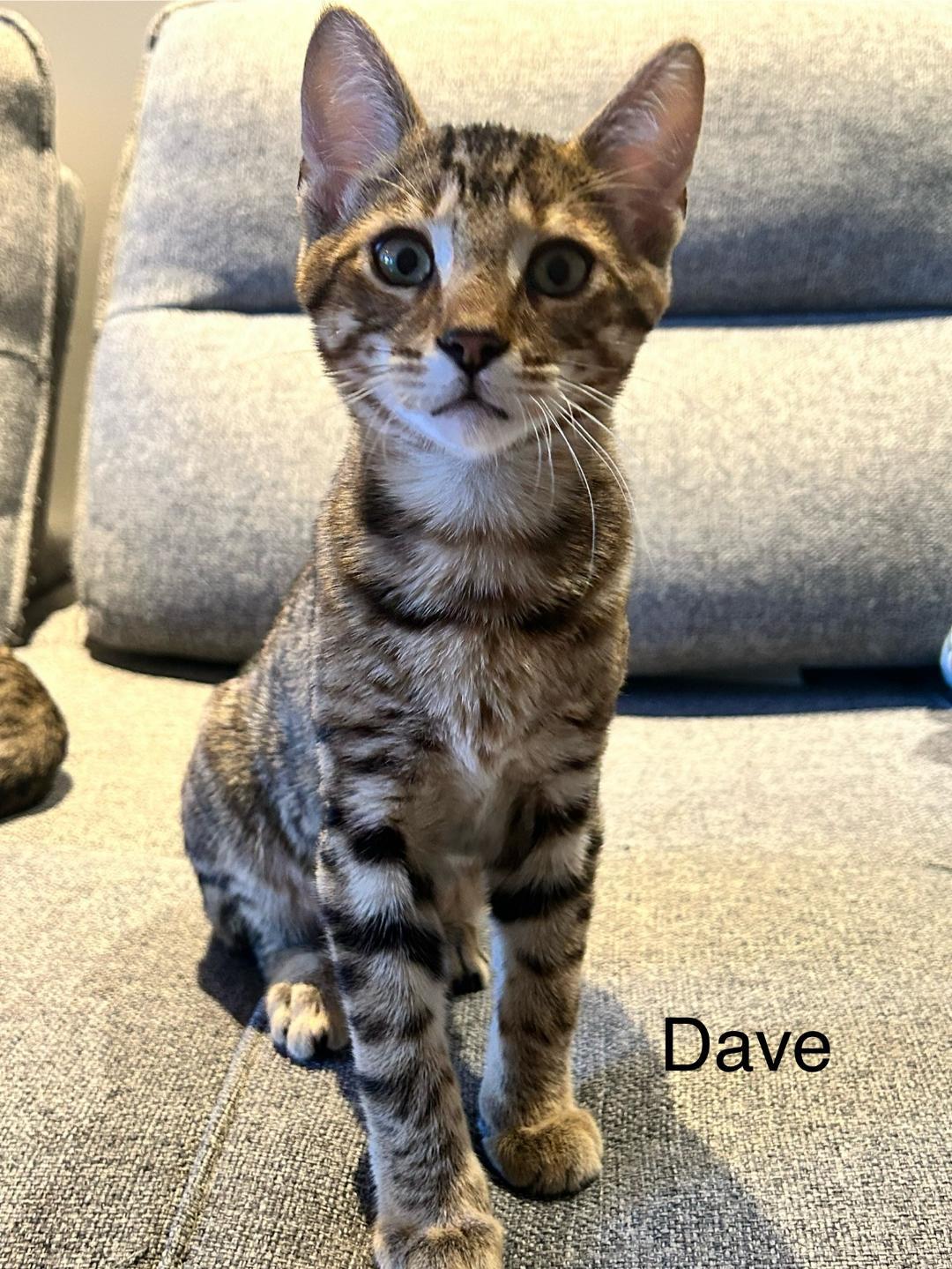 Enlarge Dave, a ADOPTABLE Tabby in Verdun, QC image 1/1