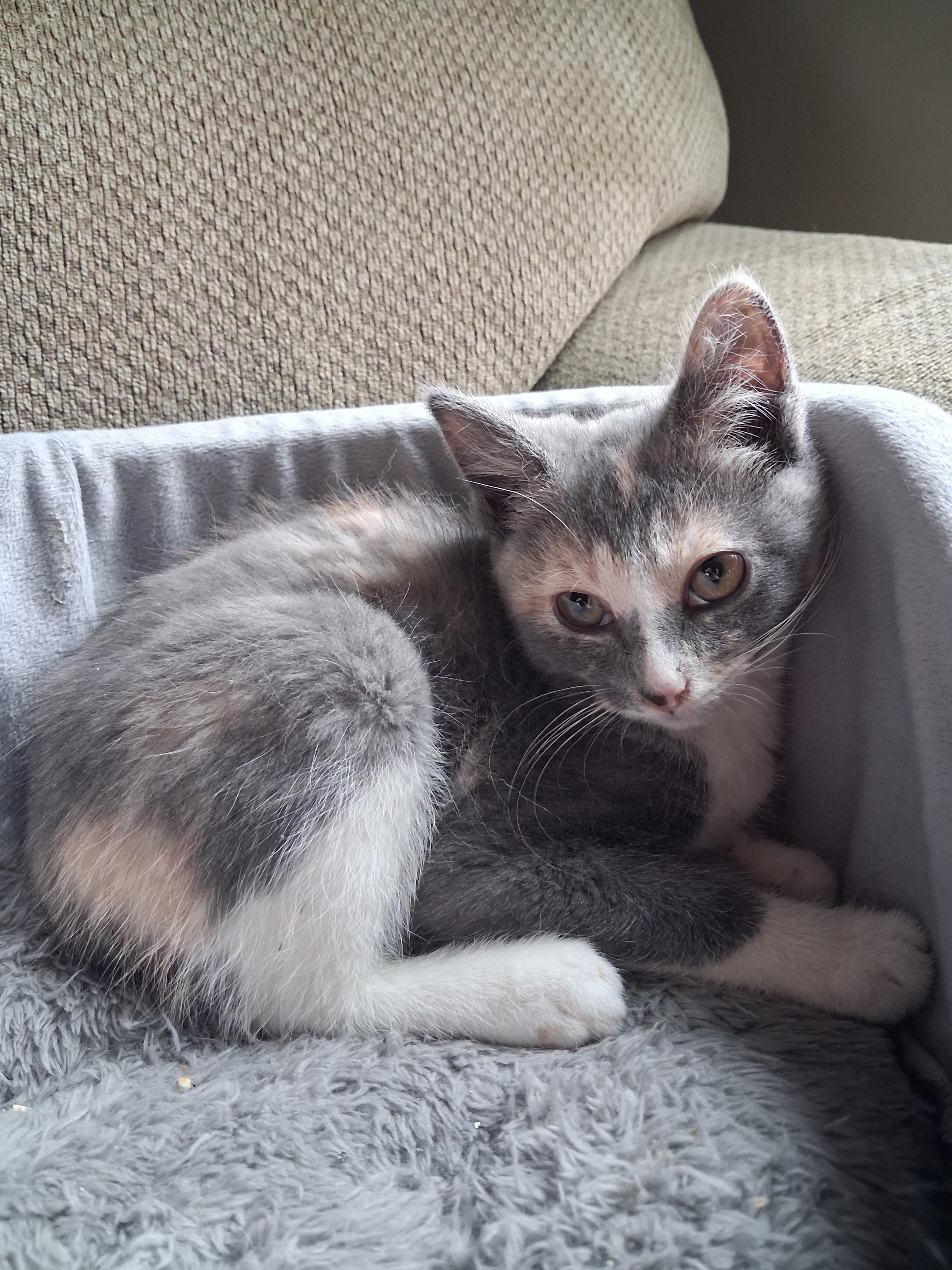 Enlarge Harper, a Adopted mixed breed in Hershey, PA image 1/5